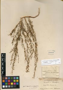 Herbarium sheet of 